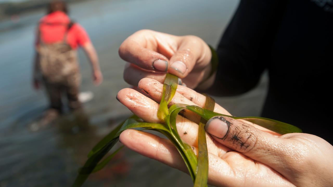 hand holds strand of seagrass while person in red shirt and waders stands in water in background